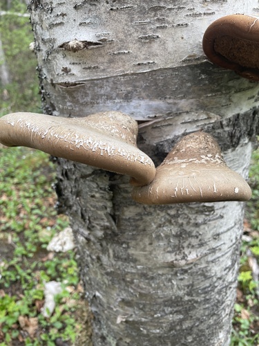 birch polypore