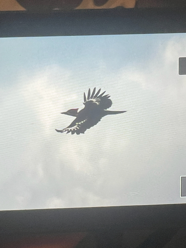 Pileated Woodpecker observed by ma-di-00