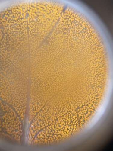 wintergreen rust