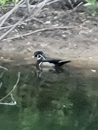 Wood Duck observed by nekkyloggins