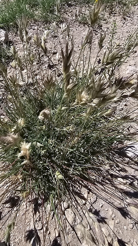 Hairy Erioneuron