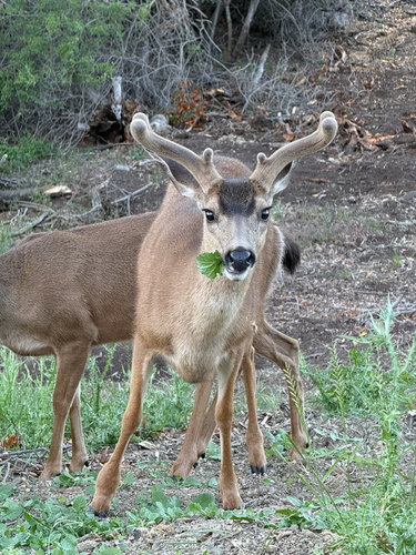 Mule Deer observed by uhbird