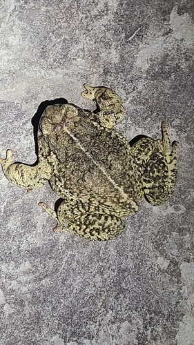 Woodhouse's Toad observed by sooty_chicken