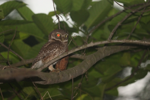 Spotted Owlet