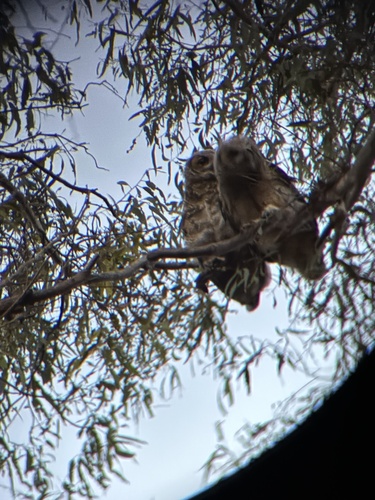 Great Horned Owl observed by gmsakamoto