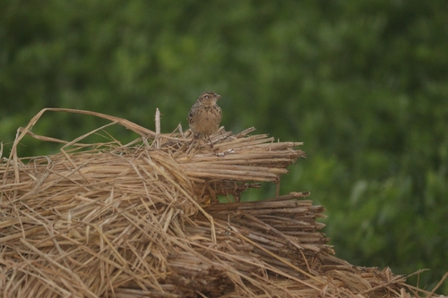 Bengal Bushlark