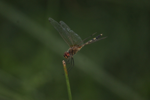 Dancing Dropwing