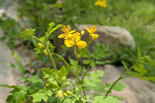 Asian celandine