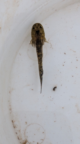 Western Tiger Salamander observed by ryan45956