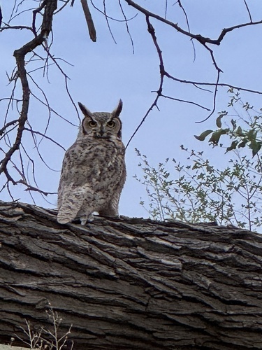 Great Horned Owl observed by nmlizards