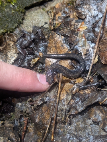 Eastern Red-backed Salamander observed by a1dan_see