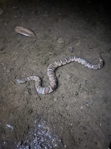 Common Watersnake observed by acerrubrum