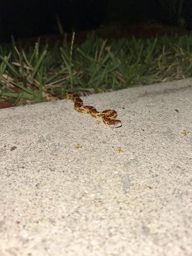 Red Cornsnake observed by froggish