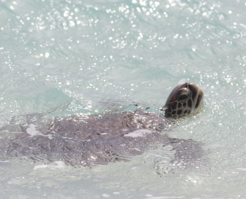 Green Sea Turtle observed by prue10061