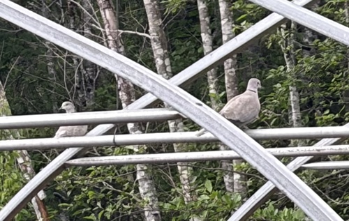 Eurasian Collared-Dove observed by nickpage