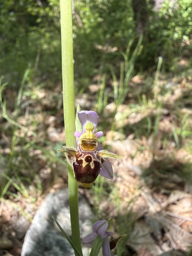 Horned Orchid