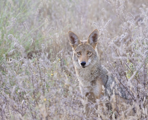 Coyote observed by trailblazr