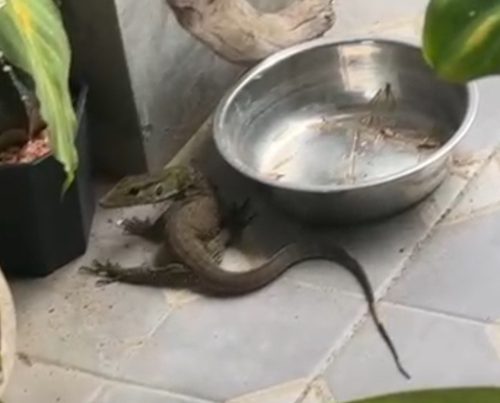 Clouded Monitor