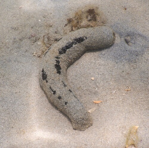 Lollyfish Sea Cucumber