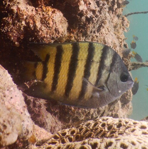 Bengal Sergeant