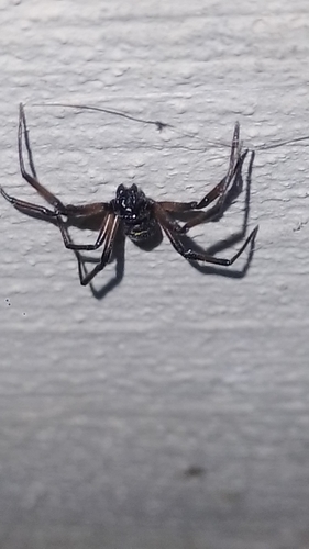 Steatoda autumnalis