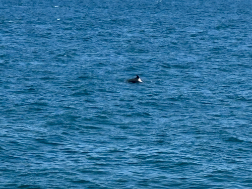 Common Bottlenose Dolphin observed by thomastran
