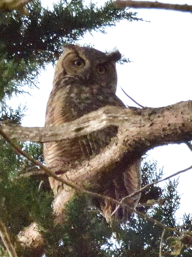 Great Horned Owl observed by lhc005