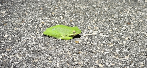 Green Treefrog observed by titanusrodan