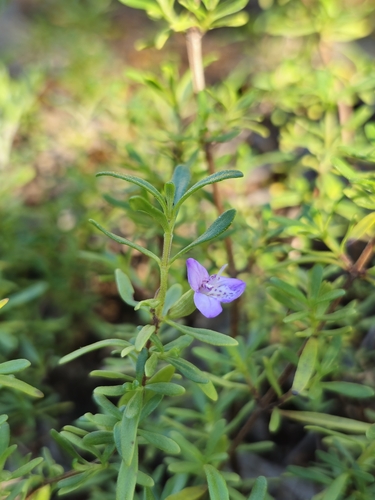 Chilean Calamint