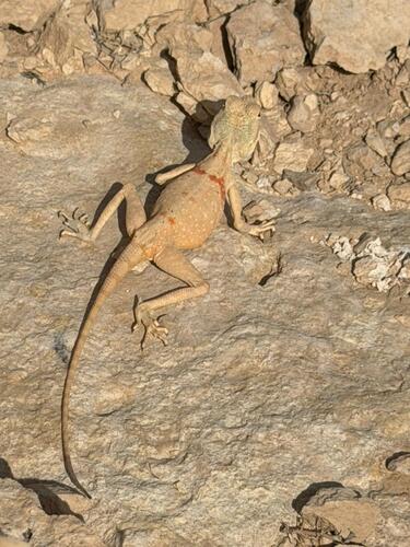 Tuwaiq Agama
