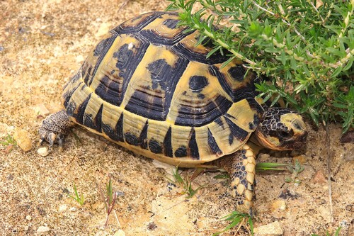 Nabeul Tortoise