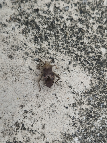 Acanthocoris scaber