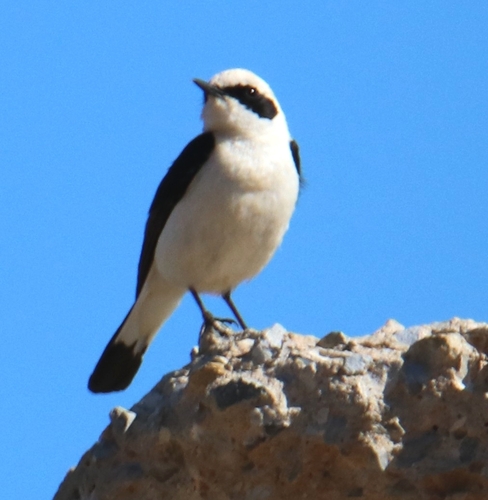 Western Black-eared Wheatear