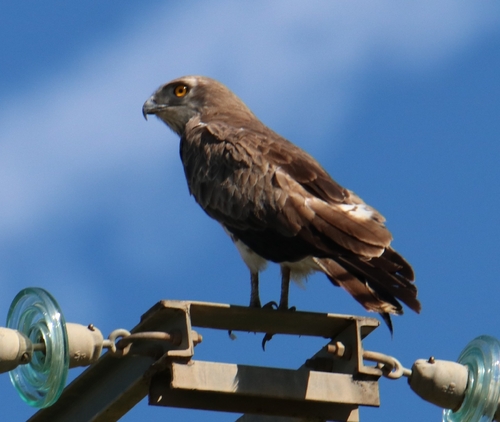 Short-toed Snake-Eagle