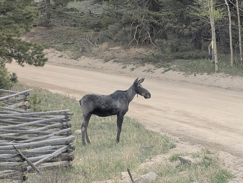 Moose observed by matthew18370