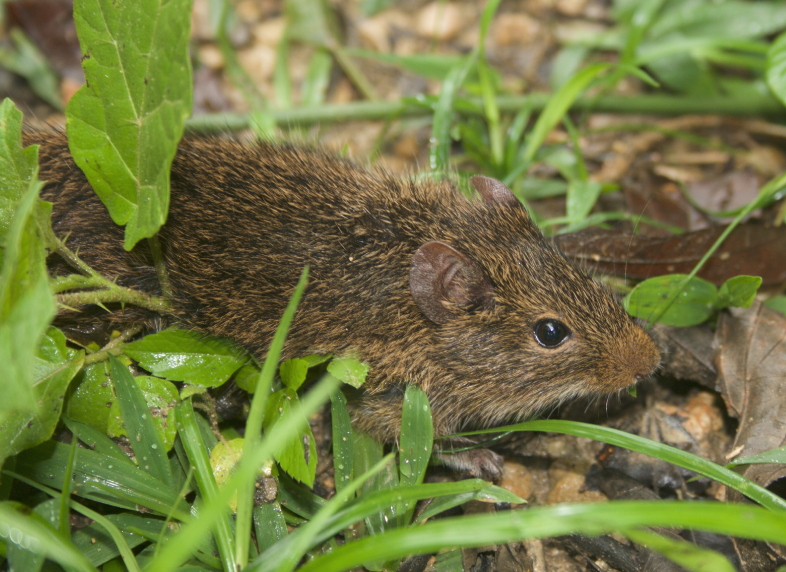 Montane Cotton Rat (Sigmodon zanjonensis)