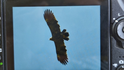 Lesser Spotted Eagle