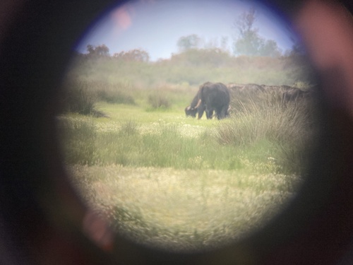 Domestic Water Buffalo