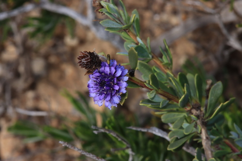 Shrubby Globularia