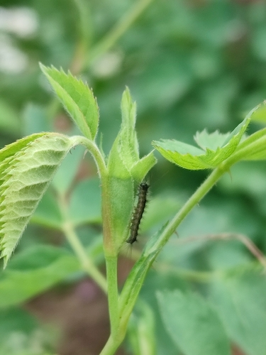 Spongy Moth
