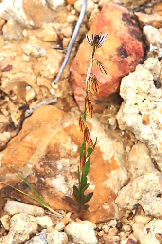 Mediterranean Milkwort