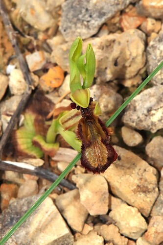 Mirror orchid