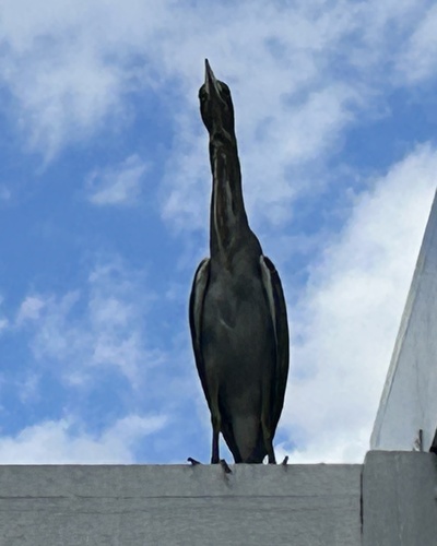 Little Heron