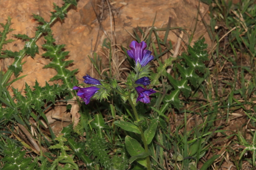 purple viper's-bugloss