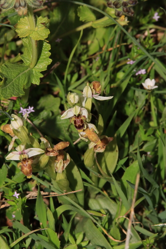 woodcock orchid