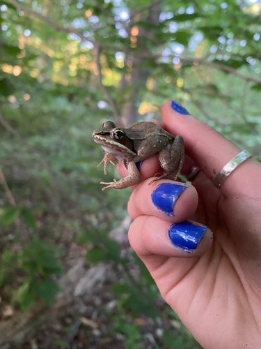 Wood Frog observed by paigejar
