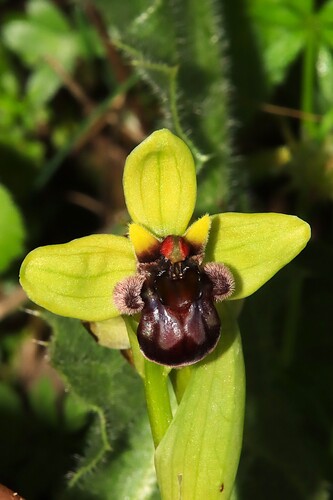 Bumble Bee Orchid