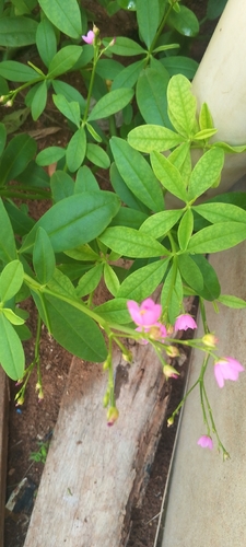 Philippine spinach