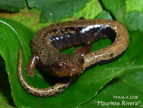 Bolitoglossa vallecula · iNaturalist