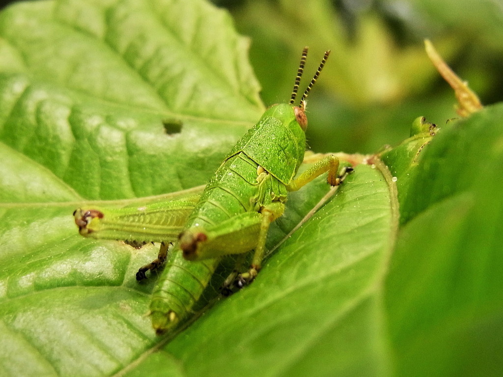 Anapodisma miramae from 対馬市豊玉町 on May 15, 2013 at 12:34 PM by yohbo ...